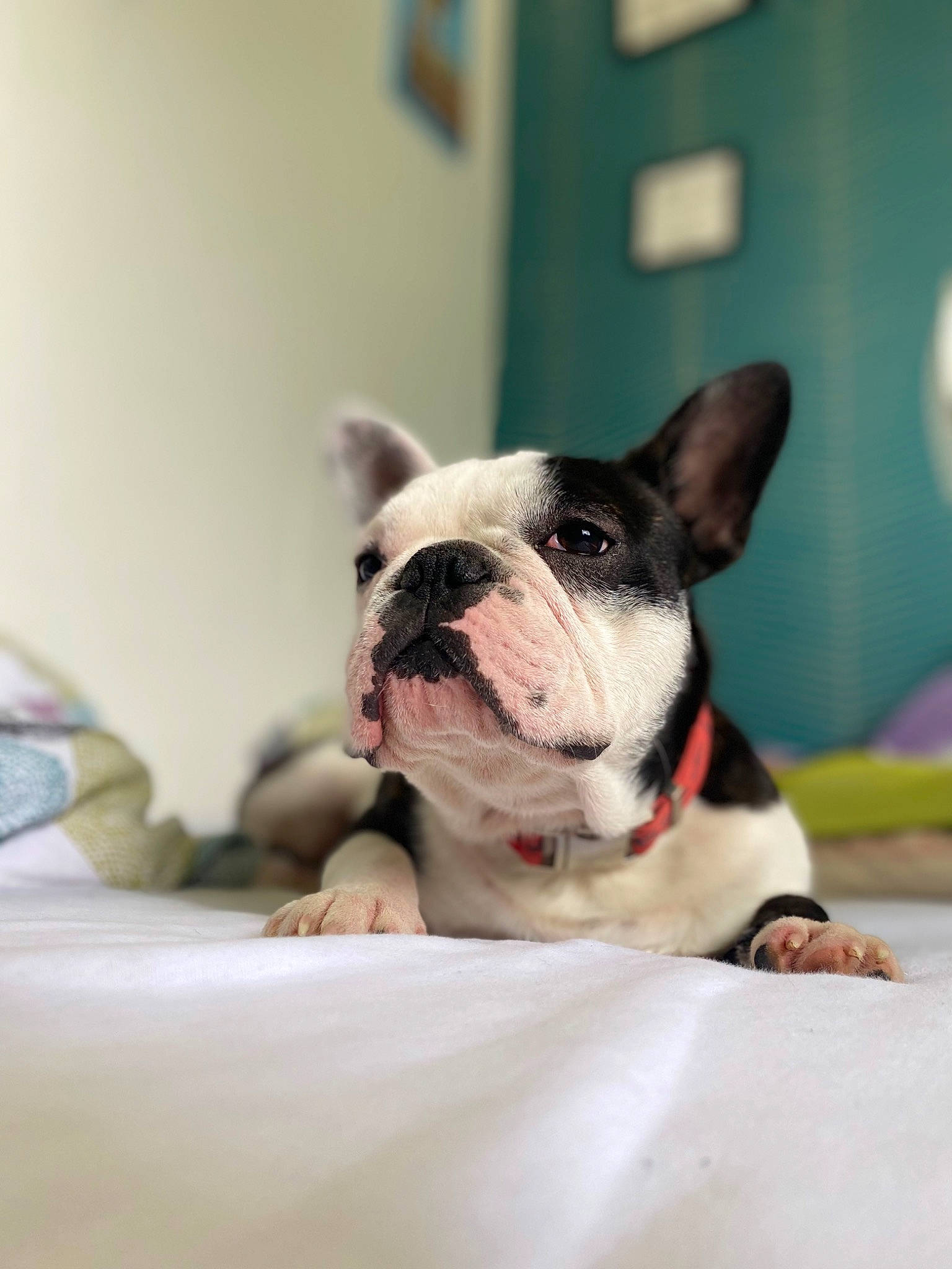 Cosmo a rejoint le concours — aidez-le/la à gagner de superbes lots ! boston_terrier, bulldog, canidae, carnivore, child_art, collar, comfort, companion_dog, dog, dog_breed, ear, fawn, french_bulldog, fur, non_sporting_group, snout, sporting_group, terrestrial_animal, whiskers, working_animal