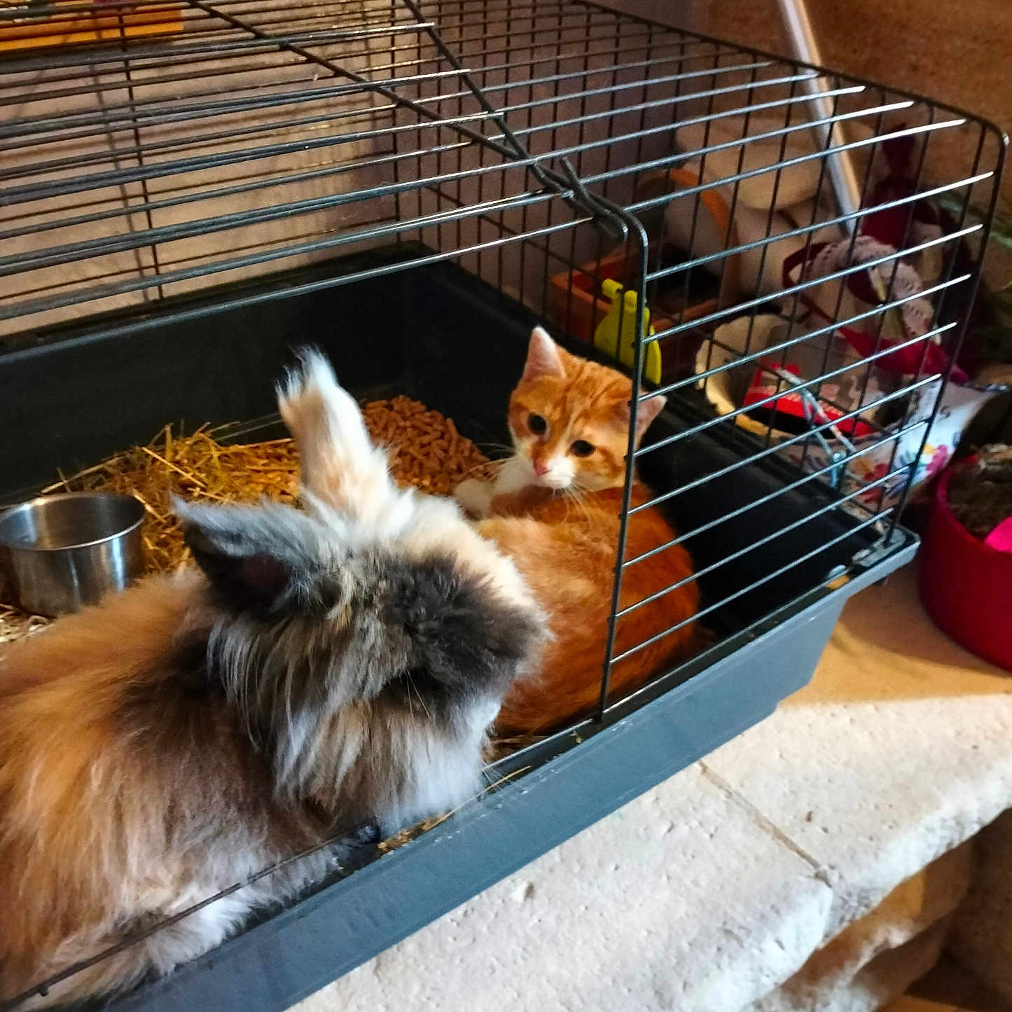 Simba