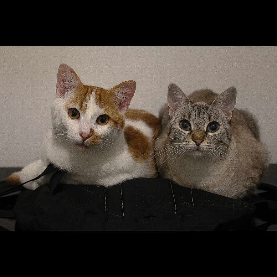 Sanji Et Nami participe au concours pour gagner de l'argent avec cette photo : abyssinian, angora, animal, cat, kitten, manx, pet, siamese