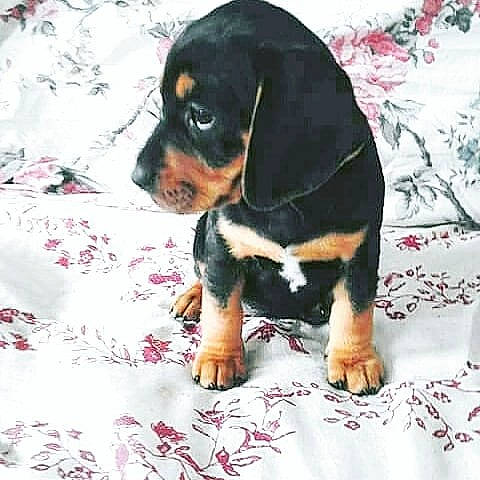 Maya a rejoint le concours — aidez-le/la à gagner de superbes lots ! beaglier, canidae, carnivore, comfort, companion_dog, dog, dog_breed, dog_supply, fur, guard_dog, hound, paw, scent_hound, sharing, snout, sporting_group, terrestrial_animal, toy_dog, working_animal, working_dog