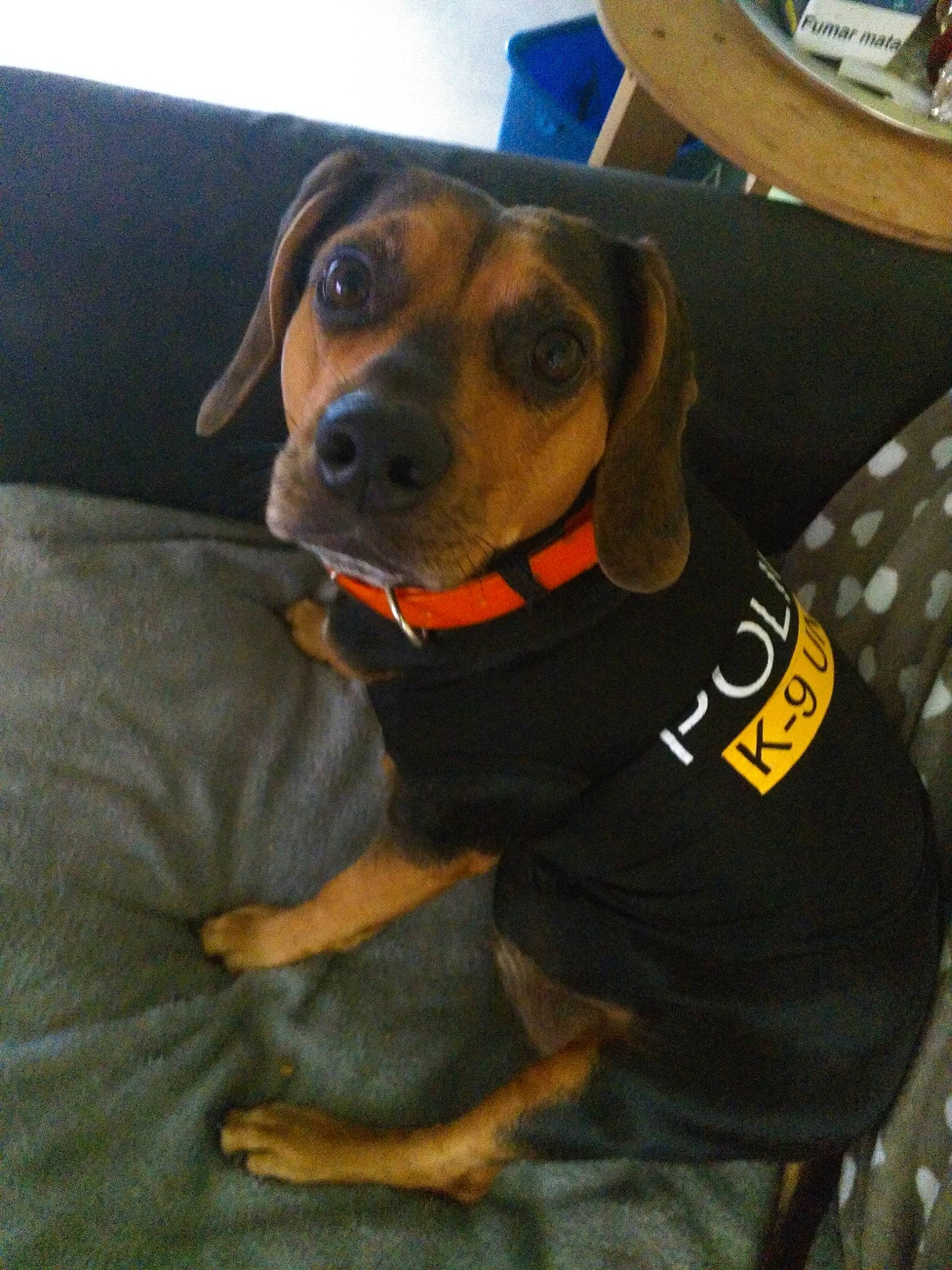 Maya participe au concours pour gagner de l'argent avec cette photo : carnivore, chair, collar, comfort, companion_dog, dog, dog_breed, dog_clothes, dog_collar, dog_supply, fawn, guard_dog, hound, personal_protective_equipment, pet_supply, scent_hound, snout, sporting_group, whiskers, working_animal