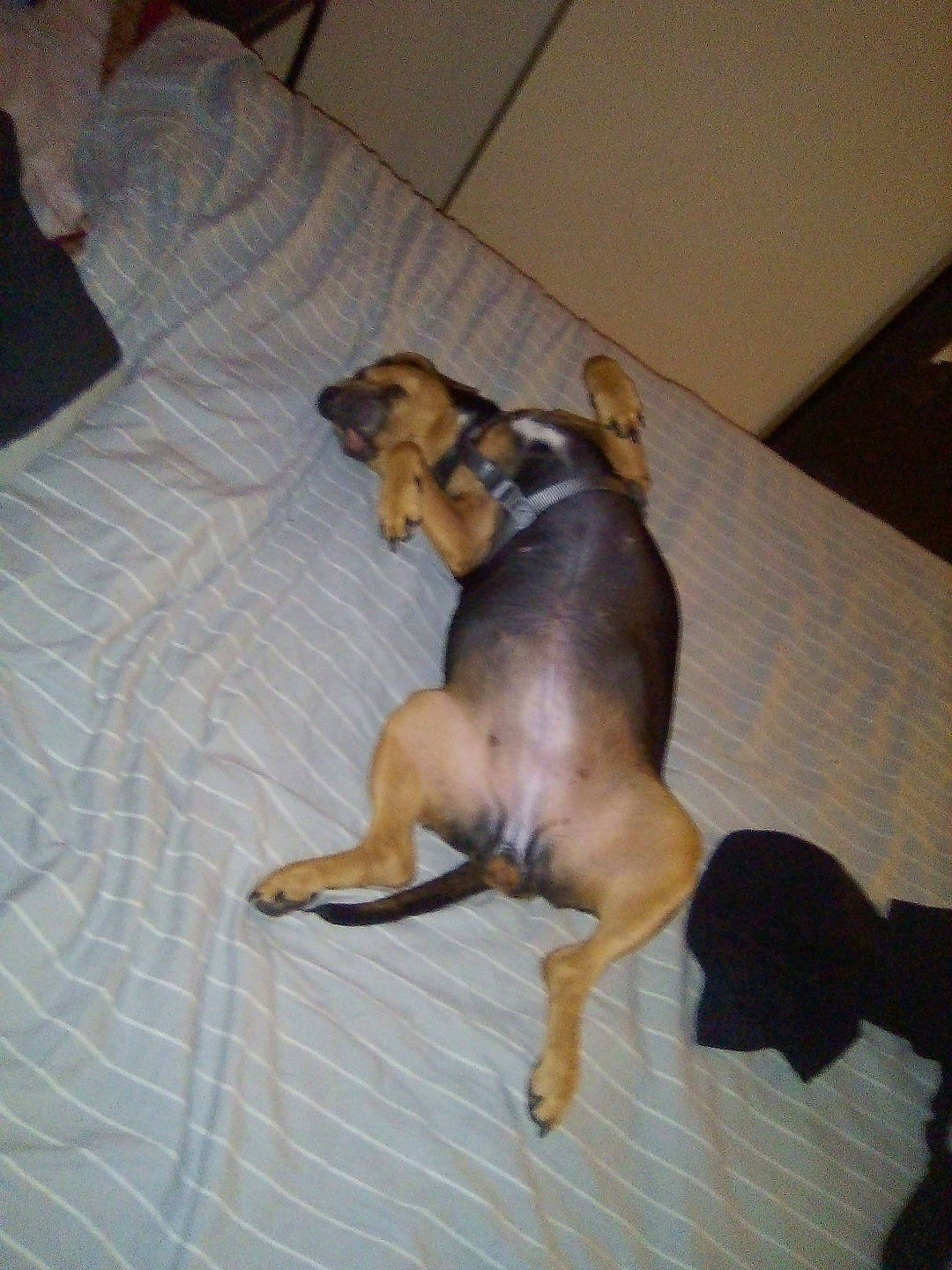 Maya participe au concours pour gagner de l'argent avec cette photo : canidae, carnivore, comfort, companion_dog, dog, dog_breed, dog_supply, fawn, flooring, hardwood, hound, linens, liver, paw, pet_supply, sporting_group, tail, terrestrial_animal, toy_dog, working_animal