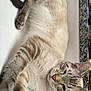 Milo joined the competition — help win amazing prizes! cat, tabby, striped, feline, pet, sleepy, relaxed, indoor, countertop, granite, white_surface, paw, tail, ears, whiskers, fur, animal, mammal, domestic, cute