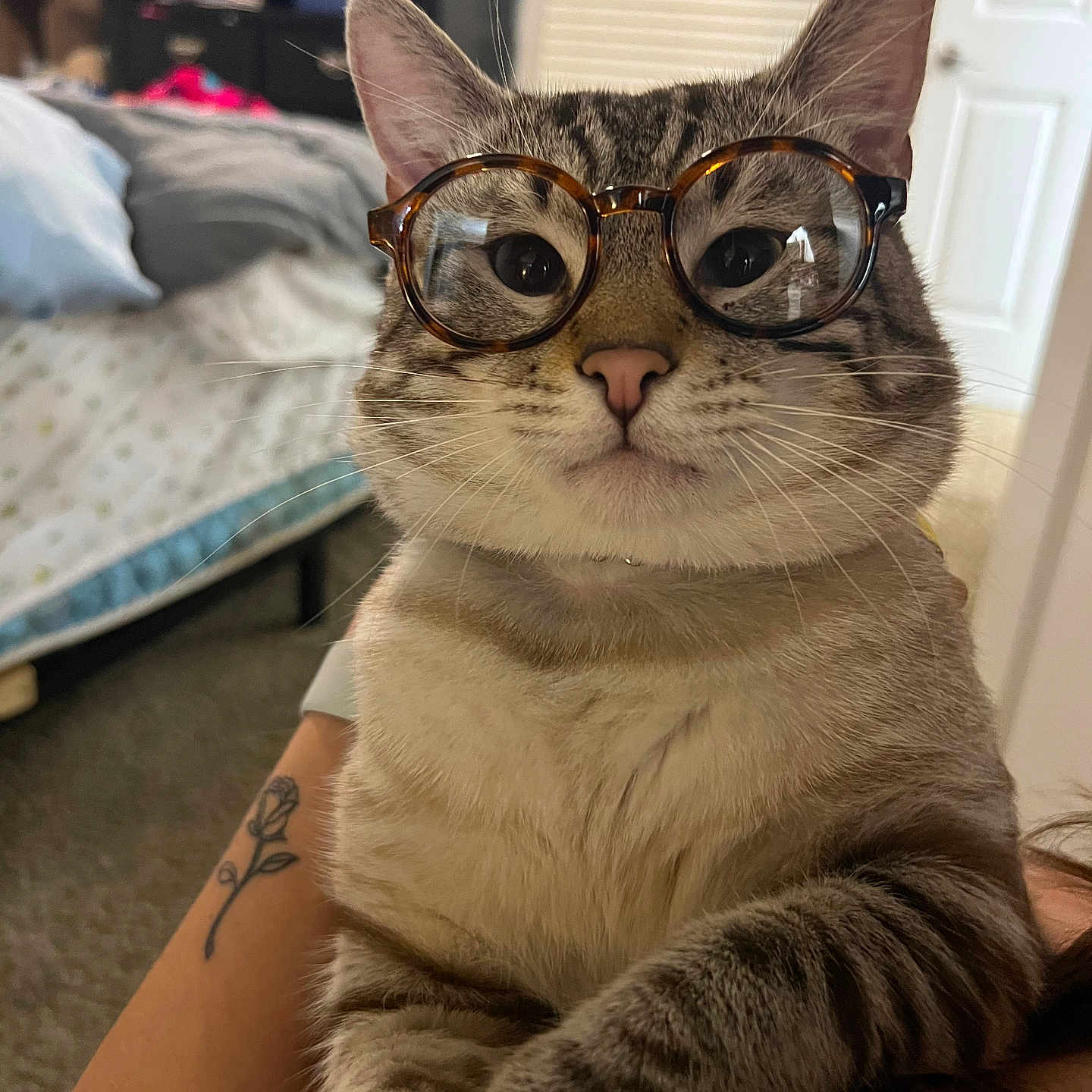 Milo joined the competition — help win amazing prizes! animal, bedroom, cat, closeup, cute, domestic_cat, ears, eyes, fur, furniture, glasses, indoor, paws, person_arm, pet, portrait, soft_light, tabby, tattoo, whiskers