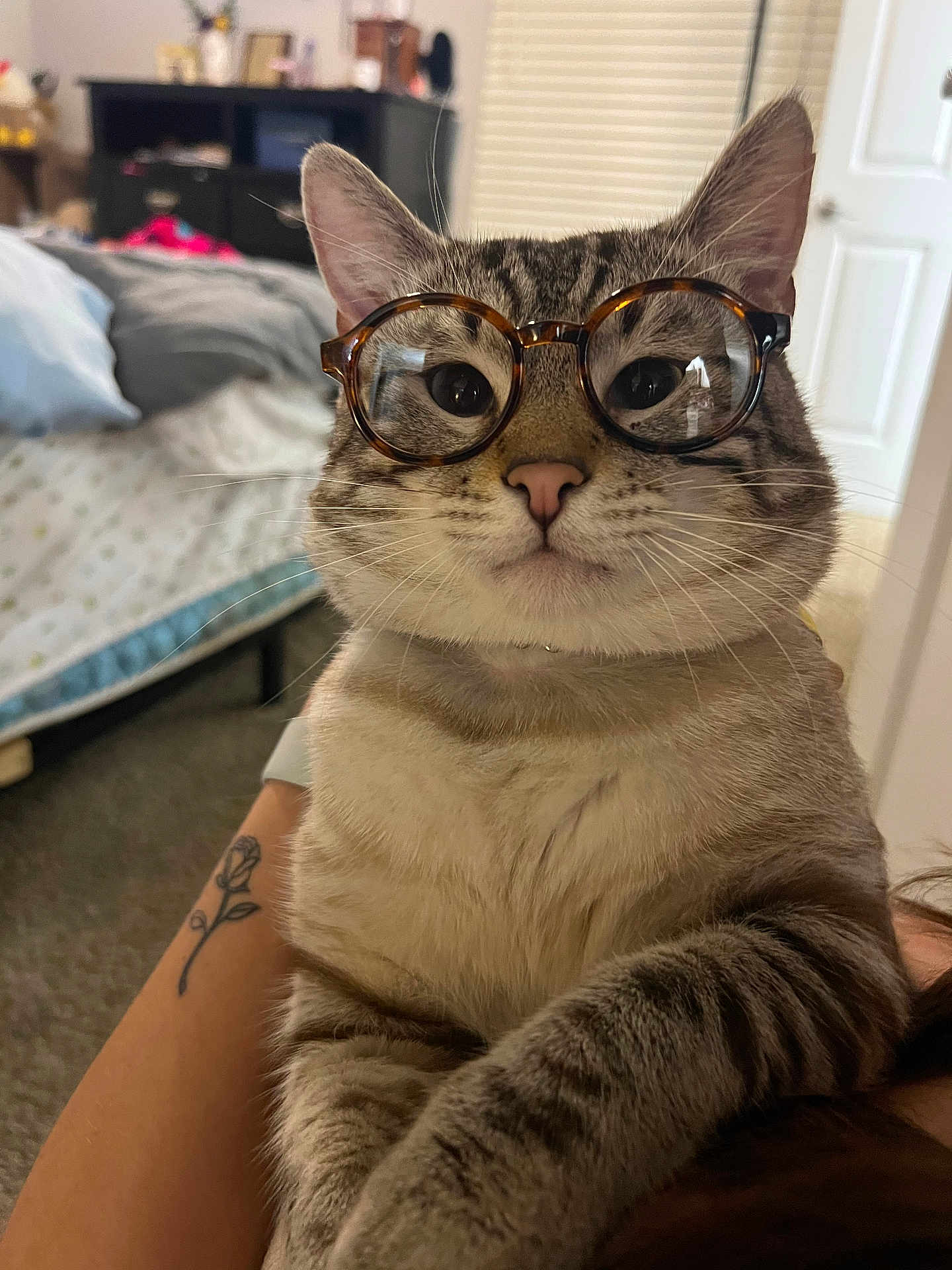 Milo joined the competition — help win amazing prizes! cat, tabby, glasses, indoor, pet, animal, fur, whiskers, tattoo, bedroom, furniture, person_arm, closeup, portrait, cute, domestic_cat, eyes, ears, paws, soft_light