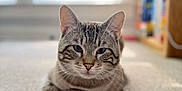 Milo is registered to the contest to win money with this photo: cat, tabby_cat, indoor, carpet, floor, animal, pet, feline, closeup, relaxed, resting, home, window, shelf, blurred_background, soft_light, ears, whiskers, face, cute