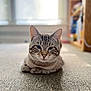 animal, blurred_background, carpet, cat, closeup, cute, ears, face, feline, floor, home, indoor, pet, relaxed, resting, shelf, soft_light, tabby_cat, whiskers, window