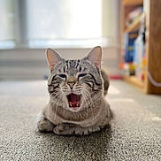 Milo is registered to the contest to win money with this photo: cat, tabby, yawning, carpet, indoor, pet, feline, whiskers, ears, mouth_open, relaxed, home, blurred_background, window, bookshelf, sunlight, animal, fur, cute, resting