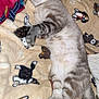 Milo is registered to the contest to win money with this photo: cat, sleeping, blanket, animal, pet, cozy, feline, indoor, cute, resting, fur, paw, striped, comfort, relaxed, soft, home, cute_animal, tabby, nap