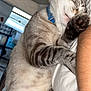 cat, tabby, sleeping, collar, paw, feline, indoor, cozy, resting, pet, animal, striped, closeup, human_arm, relaxed, cute, fur, whiskers, nap, comfort