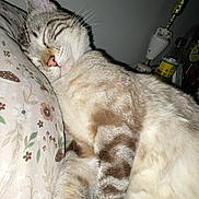 Milo joined the competition — help win amazing prizes! bedroom, bottle, cat, close_up, cozy, cute, domestic_animal, feline, floral_pattern, fur, home, indoor, lamp, peaceful, pet, pillow, relaxation, resting, sleeping, whiskers