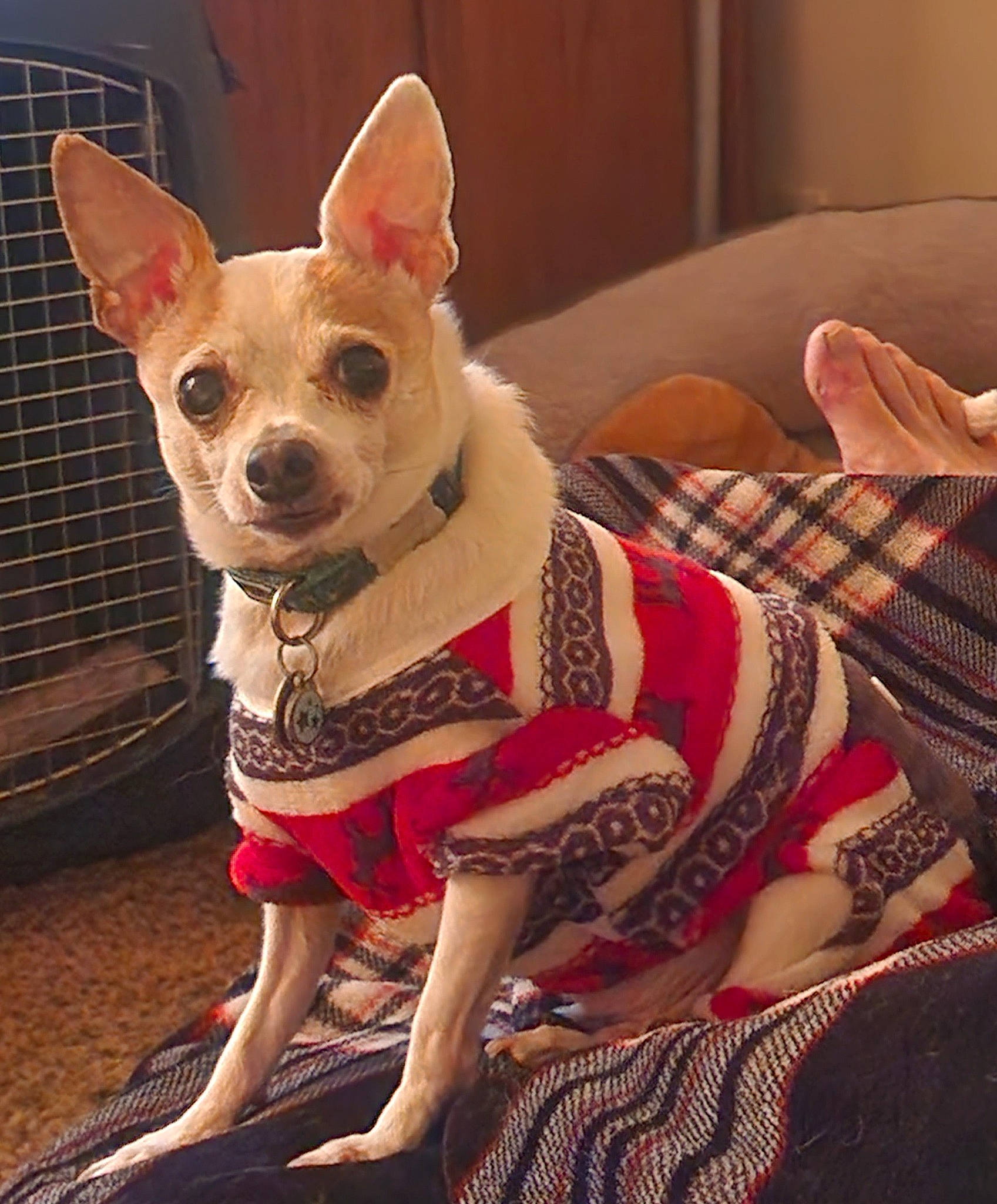 Frankie is registered to the contest to win money with this photo: canidae, carnivore, chihuahua, collar, companion_dog, dog, dog_breed, dog_clothes, dog_collar, dog_supply, fawn, fur, party_hat, pattern, russkiy_toy, snout, sporting_group, toy_dog, whiskers, working_animal