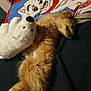 dog, sleeping, stuffed_animal, polar_bear_plush, blanket, cartoon_character, bed, fur, cozy, indoors, resting, animal, toy, cute, relaxing, paw, snuggling, soft, home, comfort