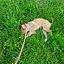 dog, grass, leash, flowers, outdoor, pet, small_dog, greenery, nature, playful, harness, yellow_flowers, white_flowers, animal, rolling, field, cute, fur, summer, relaxing