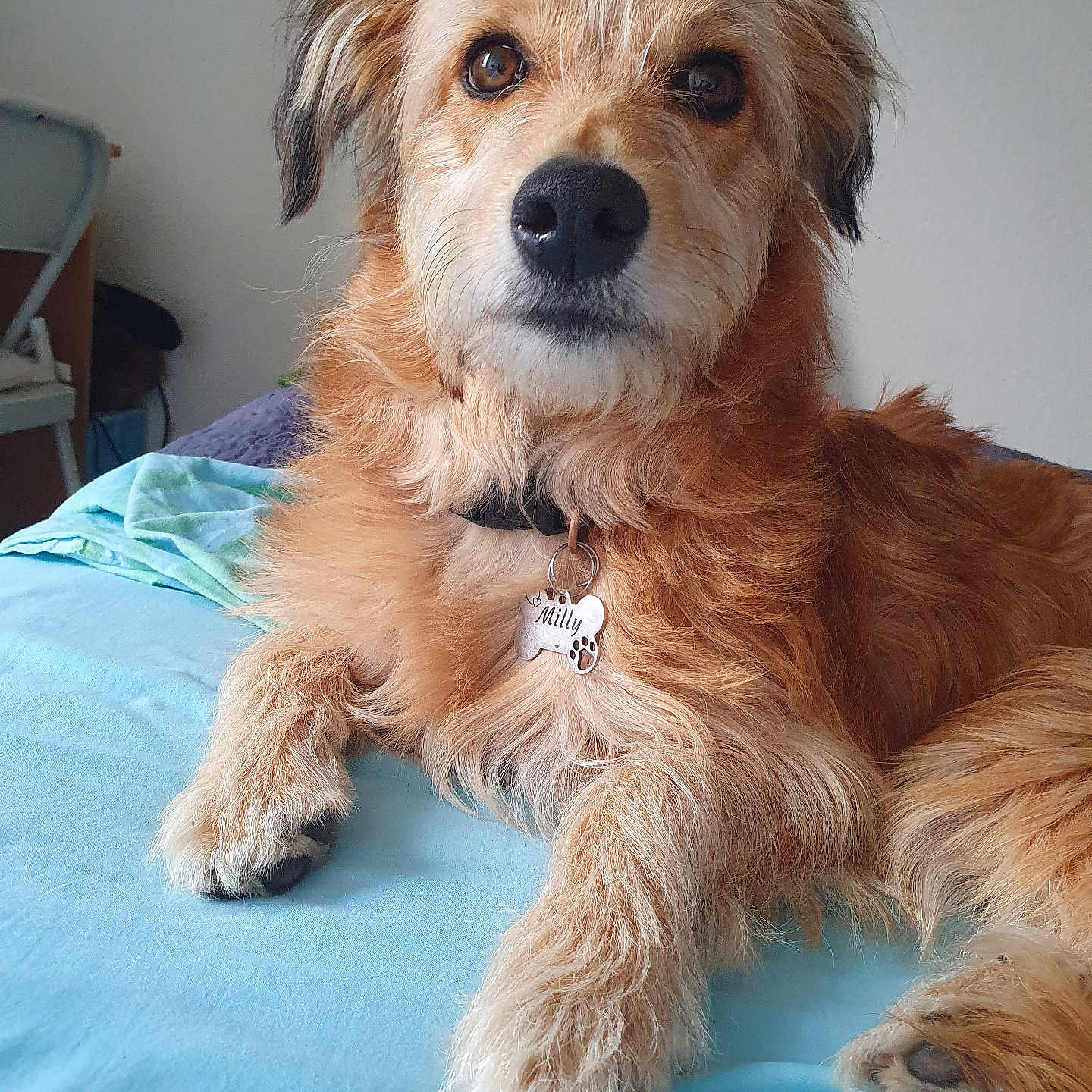 Milly participe au concours pour gagner de l'argent avec cette photo : animal, bed, brown, canine, collar, cute, dog, fur, furniture, household, indoor, light, looking, milly, paw, pet, portrait, relaxed, resting, tag