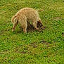 dog, digging, grass, outdoor, field, curly_fur, pet, animal, nature, green, playful, canine, fur, excavating, dig, muzzle, tail, earth, ground, summer