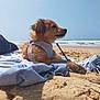 dog, beach, sand, ocean, towel, harness, sunny, sky, waves, outdoor, pet, relaxing, canine, nature, daytime, animal, fur, paws, stick, serene