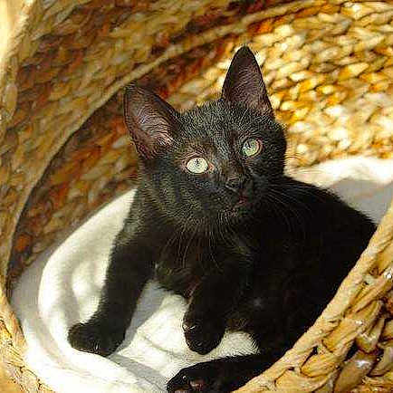 Félindra
