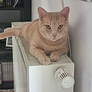 Nougat a rejoint le concours — aidez-le/la à gagner de superbes lots ! cat, ginger_cat, indoor, radiator, relaxed, pet, feline, animal, sitting, looking_at_camera, home, cozy, shelf, books, framed_photos, wall, thermostat, paws, ears, whiskers