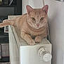 cat, ginger_cat, indoor, radiator, relaxed, pet, feline, animal, sitting, looking_at_camera, home, cozy, shelf, books, framed_photos, wall, thermostat, paws, ears, whiskers