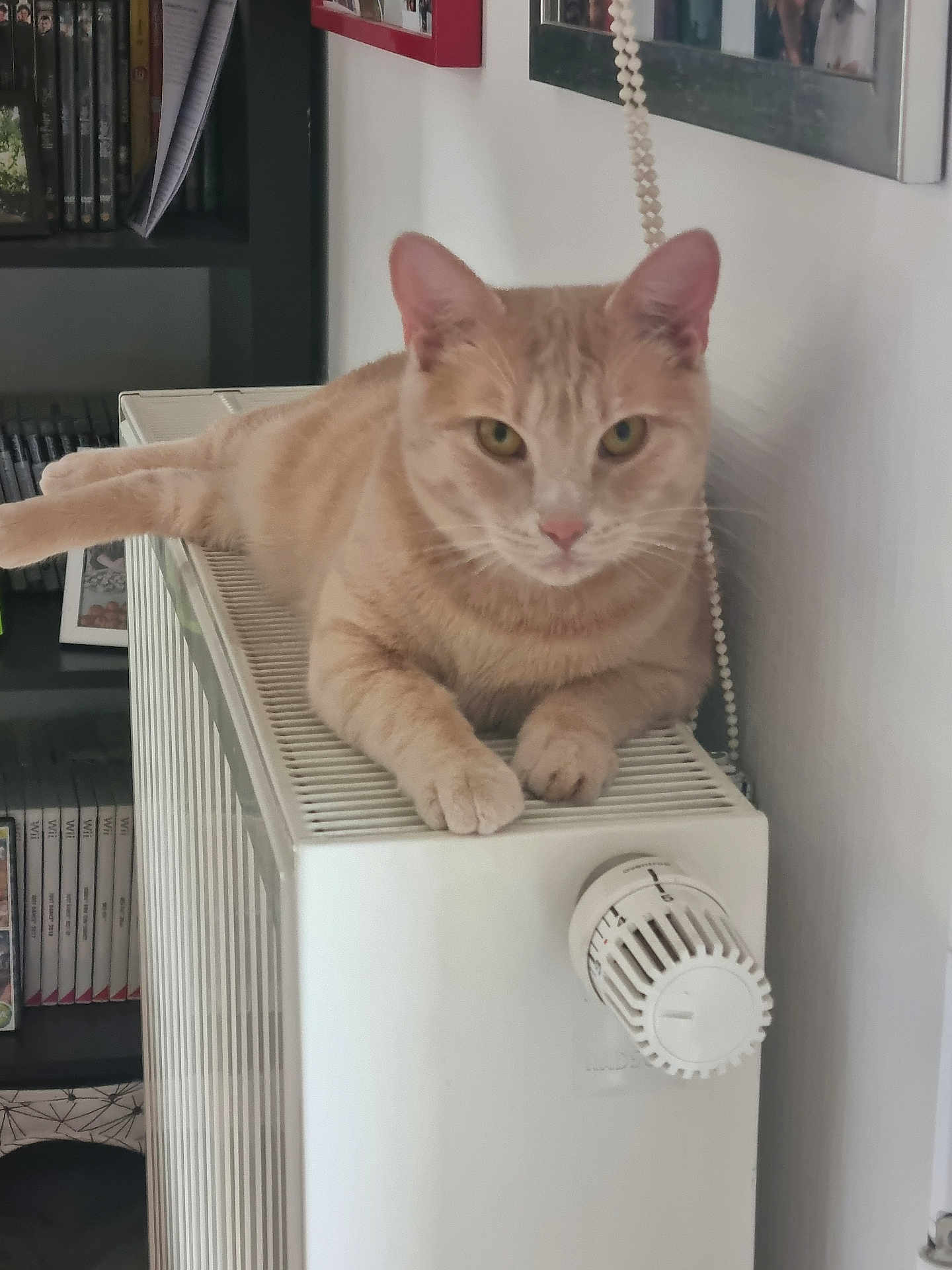 Nougat a rejoint le concours — aidez-le/la à gagner de superbes lots ! cat, ginger_cat, indoor, radiator, relaxed, pet, feline, animal, sitting, looking_at_camera, home, cozy, shelf, books, framed_photos, wall, thermostat, paws, ears, whiskers