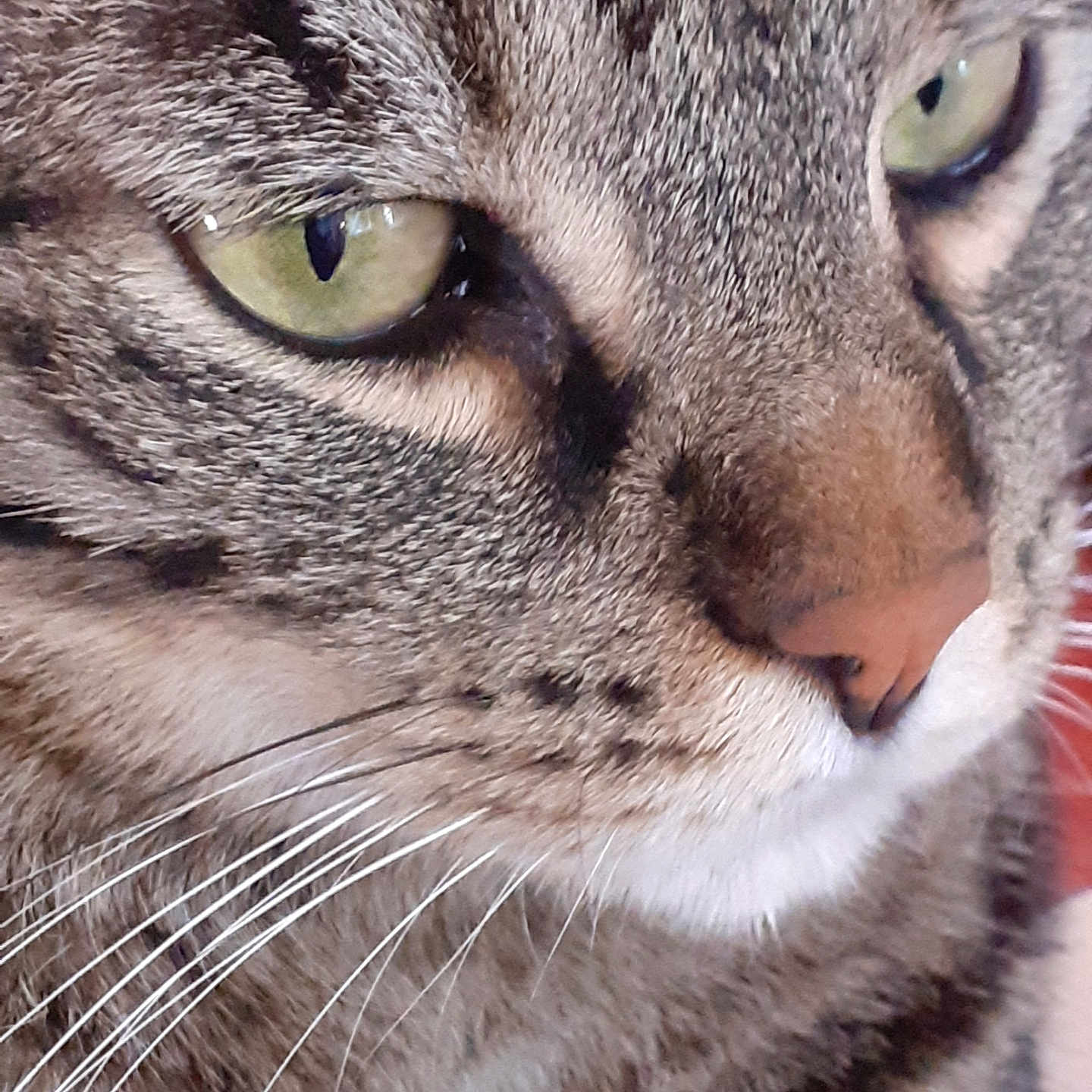 Neo participe au concours pour gagner de l'argent avec cette photo : abyssinian, animal, cat, egyptiancat, face, head, kitten, manx, person, pet, snout