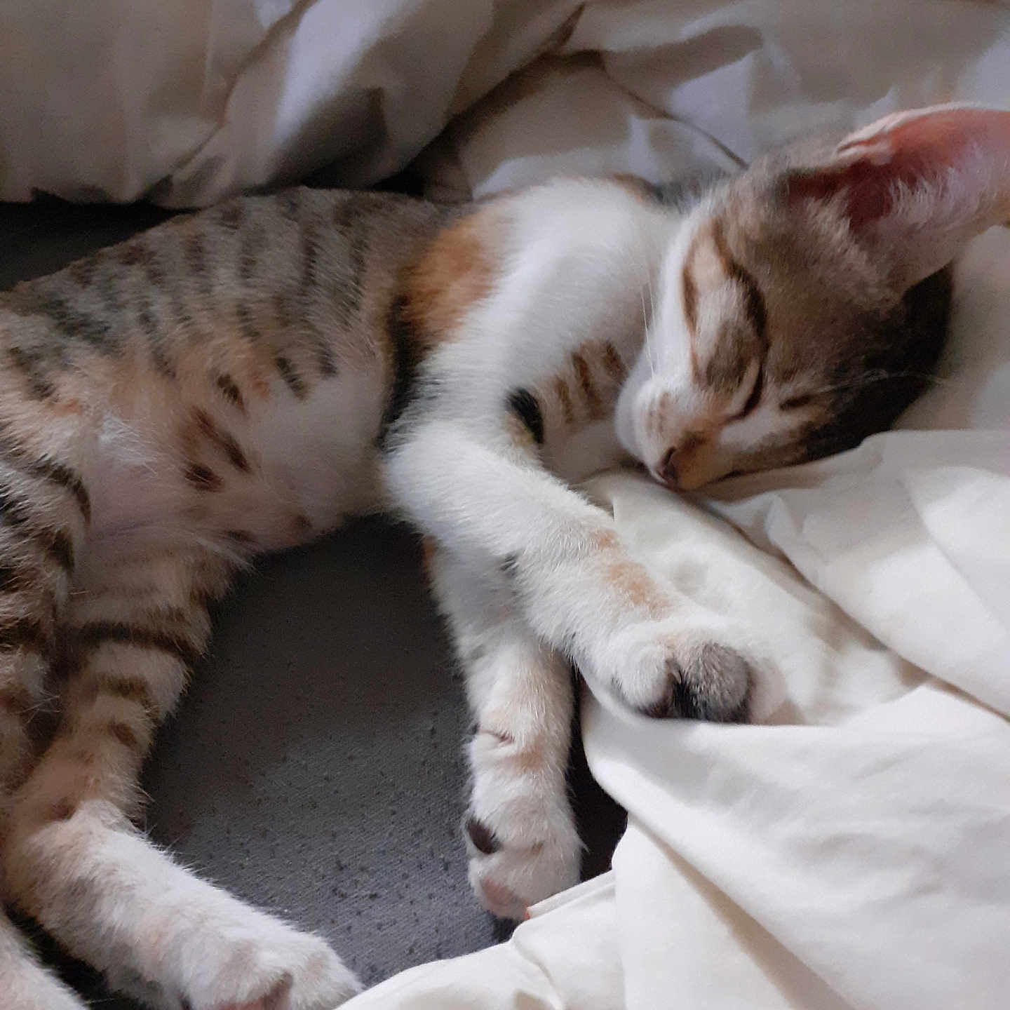 Luna participe au concours pour gagner de l'argent avec cette photo : abyssinian, animal, bed, bedroom, blanket, cat, couch, egyptiancat, furniture, indoors, kitten, manx, person, pet, quilt, room, siamese, sleeping