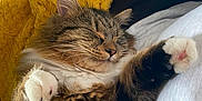 Marlie joined the competition — help win amazing prizes! animal, blanket, cat, closeup, comfortable, cozy, cute, domestic_cat, fluffy, fur, indoor, nap, paws, pet, relaxed, resting, sleeping, tabby, whiskers, yellow_blanket