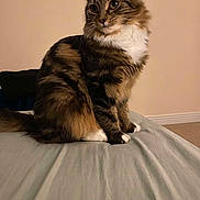 Marlie is registered to the contest to win money with this photo: animal, bed, bedspread, calm, cat, cozy, curious, domestic_cat, ears_up, feline, fluffy, indoor, looking_away, pet, sitting, soft_fur, striped, tabby, white_chest, white_paws