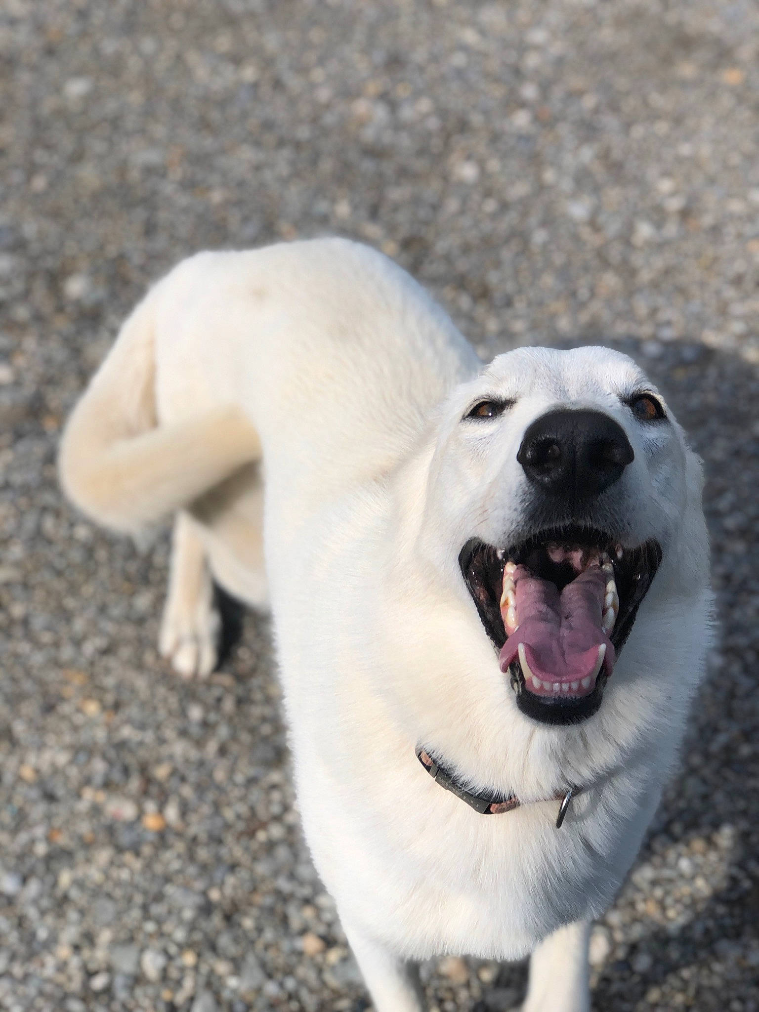 Bailey is registered to the contest to win money with this photo: canidae, carnivore, collar, companion_dog, dog, dog_breed, dog_collar, fang, fawn, happy, jaw, paw, polish_tatra_sheepdog, shout, snout, sporting_group, street_dog, tail, whiskers, working_animal