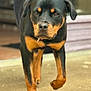 Ace a rejoint le concours — aidez-le/la à gagner de superbes lots ! rottweiler, dog, animal, pet, canine, walking, outdoor, black, brown, fur, paw, face, ears, closeup, portrait, ground, background, blur, muzzle, eyes