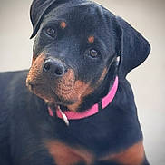 Ace participe au concours pour gagner de l'argent avec cette photo : rottweiler, puppy, dog, pet, closeup, portrait, black, brown, collar, cute, animal, canine, young, head_tilt, fur, ears, eyes, snout, indoor, blurred_background