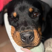 Ace participe au concours pour gagner de l'argent avec cette photo : animal, black_and_tan, brown_eyes, canine, close_up, companion, cute, dog, face, fur, indoor, muzzle, nose, pet, plush, portrait, resting, snout, soft_focus, toy