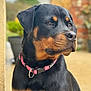 Ace participe au concours pour gagner de l'argent avec cette photo : rottweiler, dog, pet, collar, pink_collar, portrait, outdoor, animal, canine, black_and_tan, fur, muzzle, ears, closeup, side_view, garden, brick_wall, blurred_background, looking_away, calm