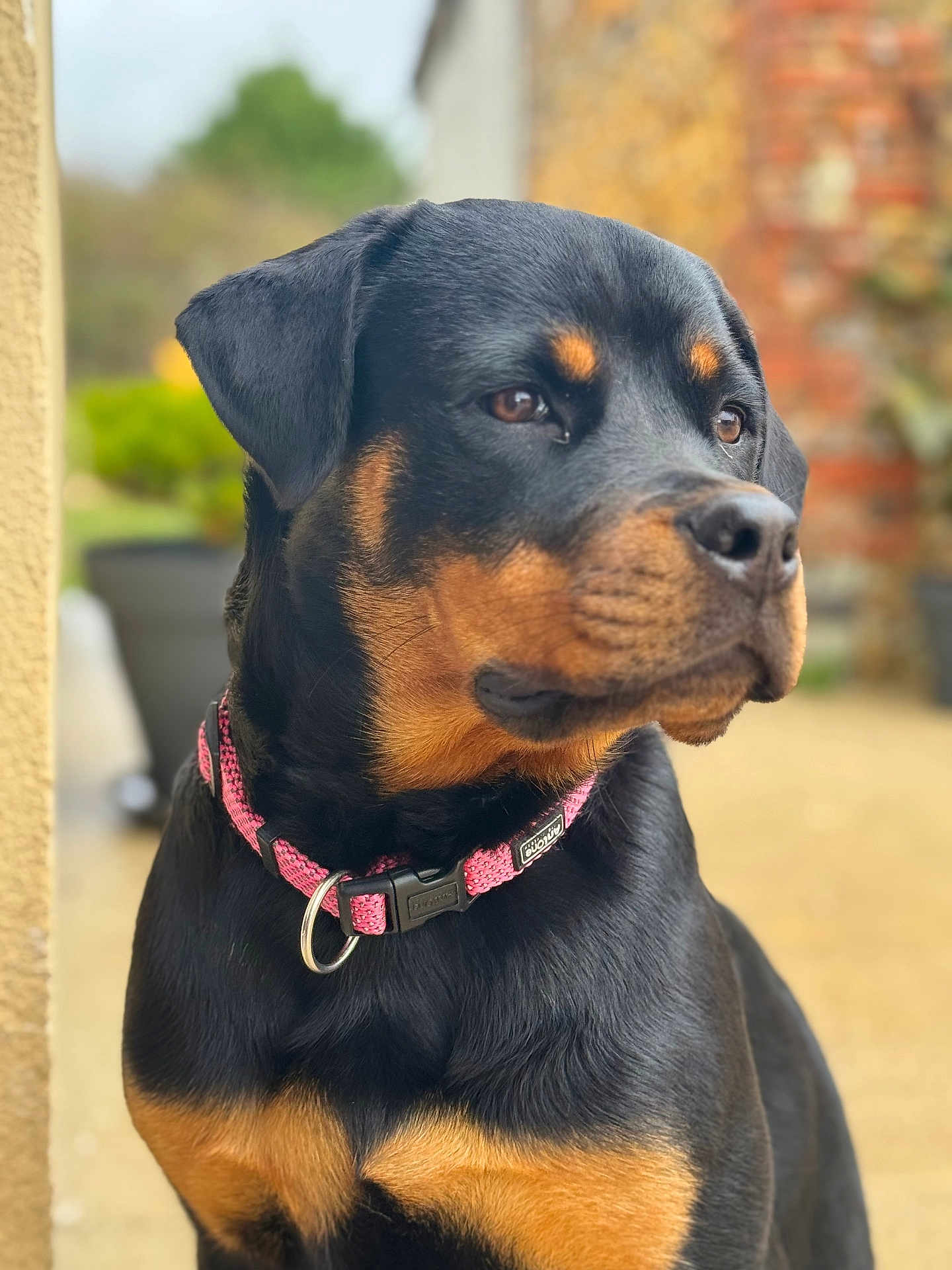 Ace participe au concours pour gagner de l'argent avec cette photo : rottweiler, dog, pet, collar, pink_collar, portrait, outdoor, animal, canine, black_and_tan, fur, muzzle, ears, closeup, side_view, garden, brick_wall, blurred_background, looking_away, calm
