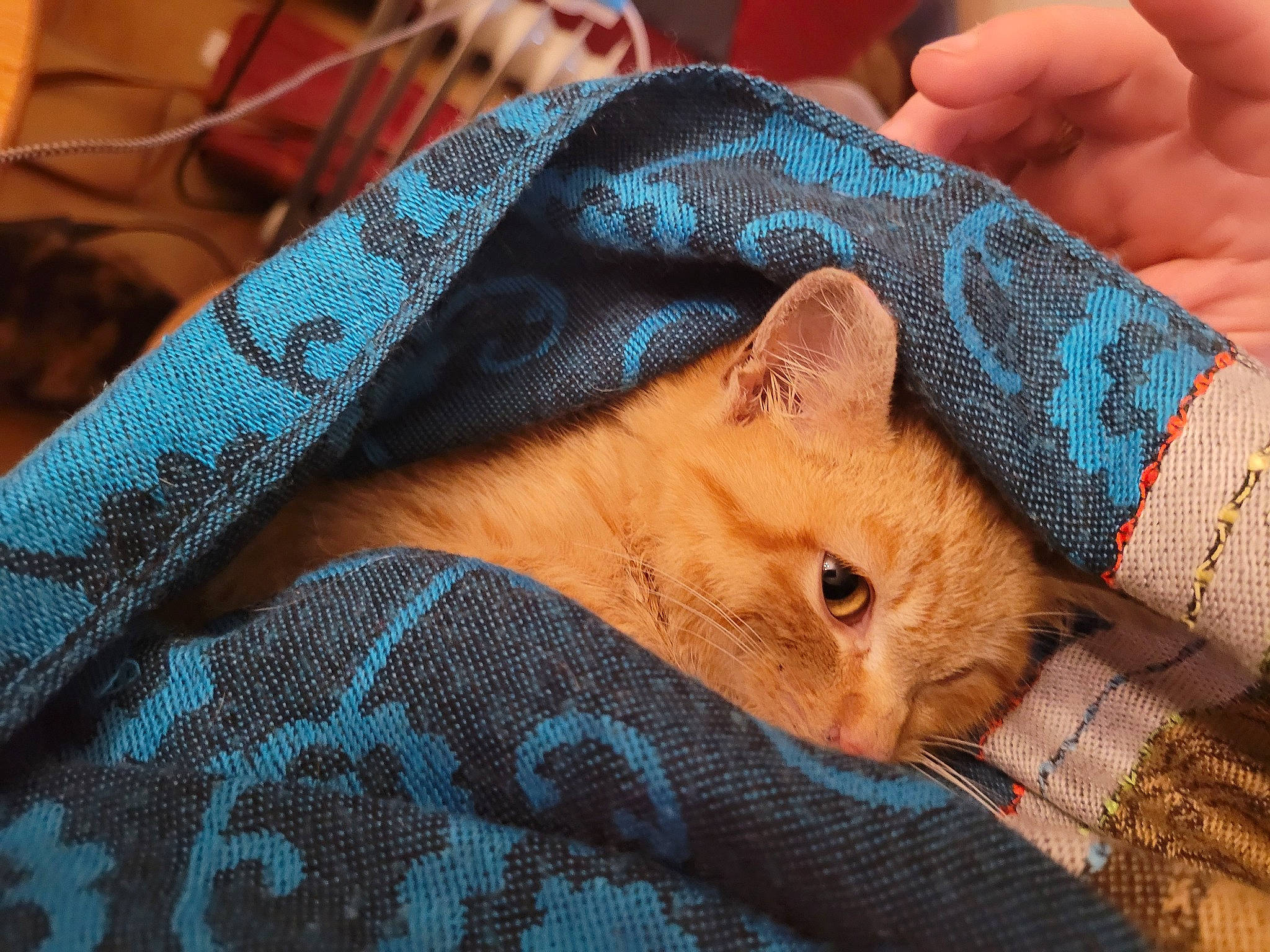 Xena a rejoint le concours — aidez-le/la à gagner de superbes lots ! carnivore, cat, comfort, electric_blue, eyelash, felidae, finger, gesture, linens, nail, orange, pattern, skin, sleeve, small_to_medium_sized_cats, textile, thumb, whiskers, wrinkle, wrist