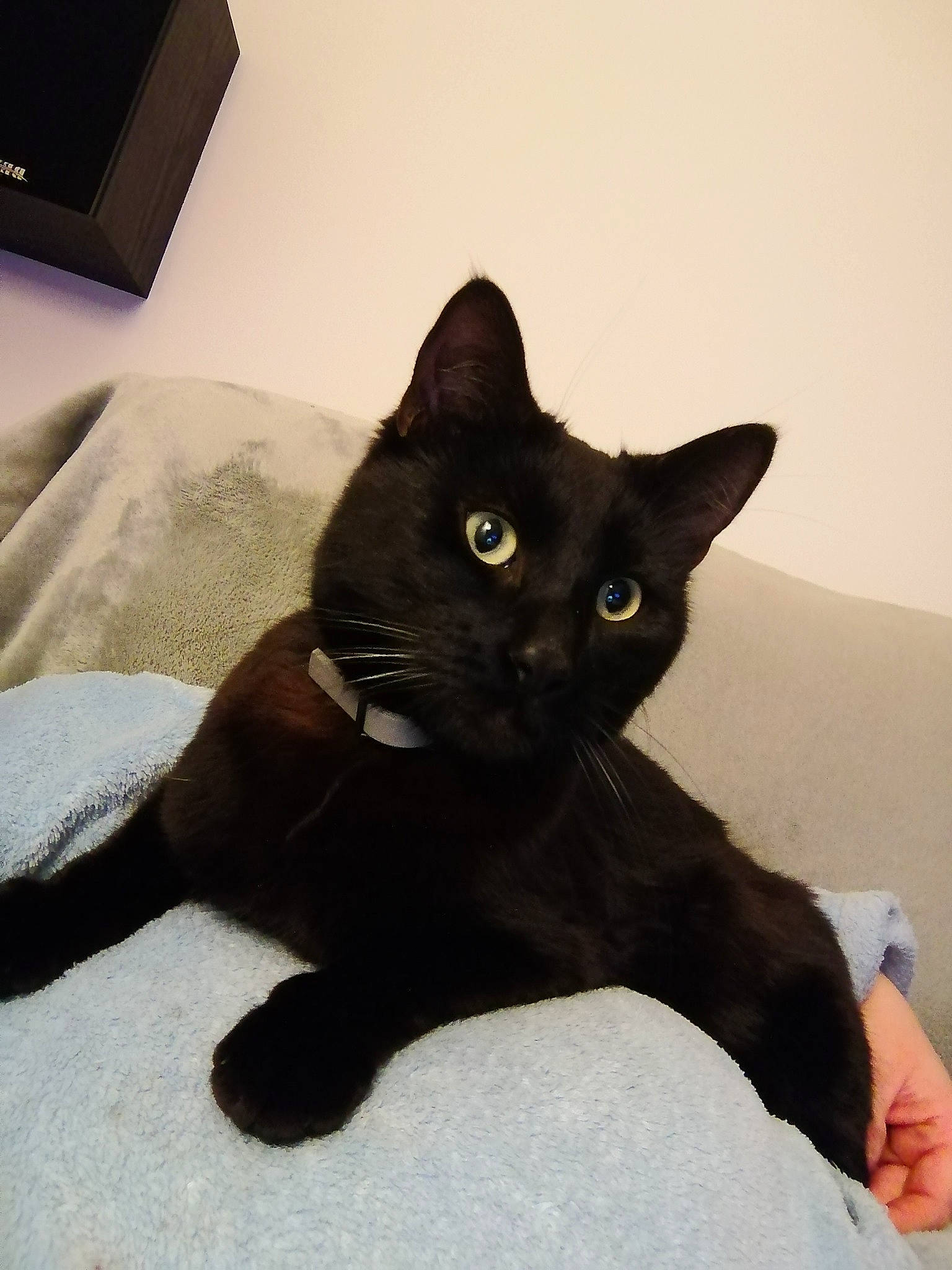 Réglisse participe au concours pour gagner de l'argent avec cette photo : black_cat, bombay, carnivore, cat, claw, comfort, domestic_short_haired_cat, felidae, fur, havana_brown, sitting, small_to_medium_sized_cats, snout, tail, whiskers