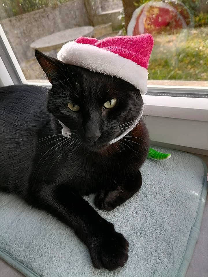 Réglisse participe au concours pour gagner de l'argent avec cette photo : black_cat, carnivore, cat, cat_furniture, claw, comfort, domestic_short_haired_cat, felidae, fur, grass, grey, paw, plant, sitting, small_to_medium_sized_cats, snout, tail, terrestrial_animal, whiskers, window