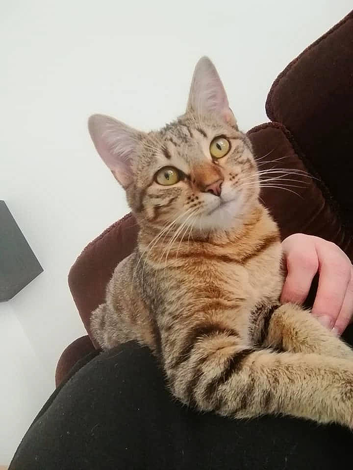 Sally a rejoint le concours — aidez-le/la à gagner de superbes lots ! carnivore, cat, claw, comfort, domestic_short_haired_cat, felidae, fur, gesture, lamp, paw, sitting, small_to_medium_sized_cats, snout, tail, terrestrial_animal, whiskers