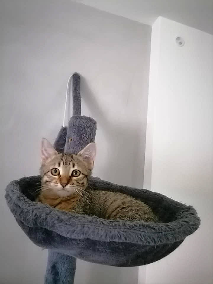 Sally participe au concours pour gagner de l'argent avec cette photo : art, carnivore, cat, cat_bed, cat_furniture, cat_supply, chair, comfort, fashion_accessory, fawn, felidae, flooring, fur, grey, shelf, small_to_medium_sized_cats, tail, whiskers, window, wood