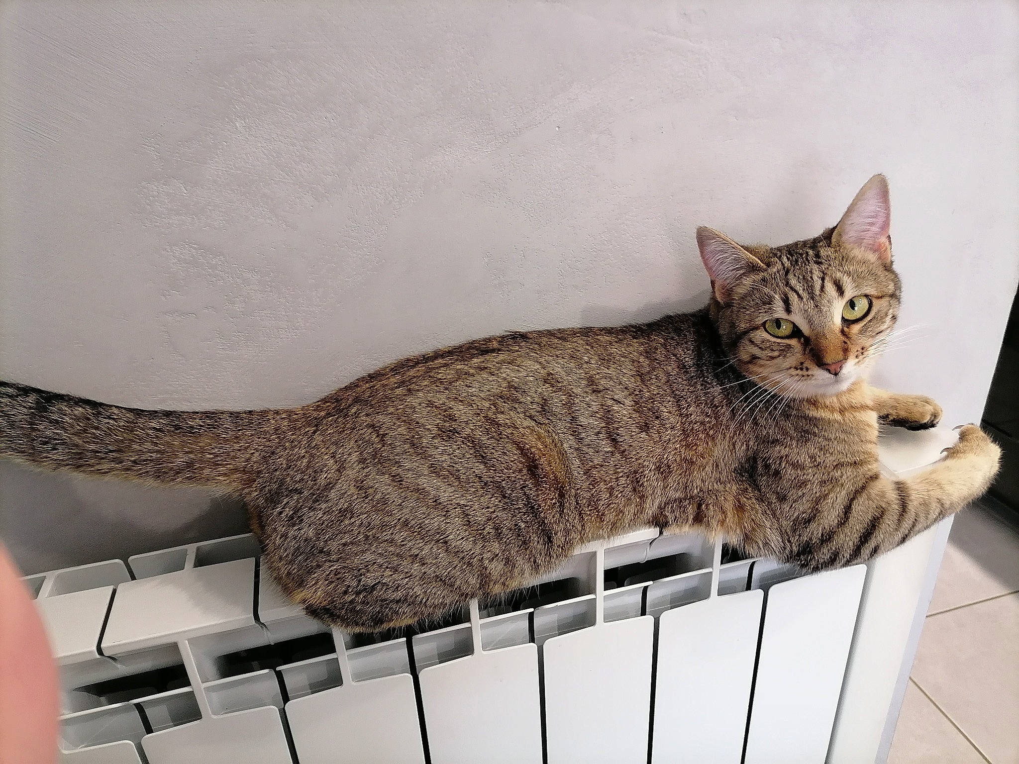 Sally a rejoint le concours — aidez-le/la à gagner de superbes lots ! art, carnivore, cat, domestic_short_haired_cat, felidae, fence, fur, metal, paw, pet_supply, rectangle, sitting, small_to_medium_sized_cats, snout, table, tail, terrestrial_animal, whiskers, window