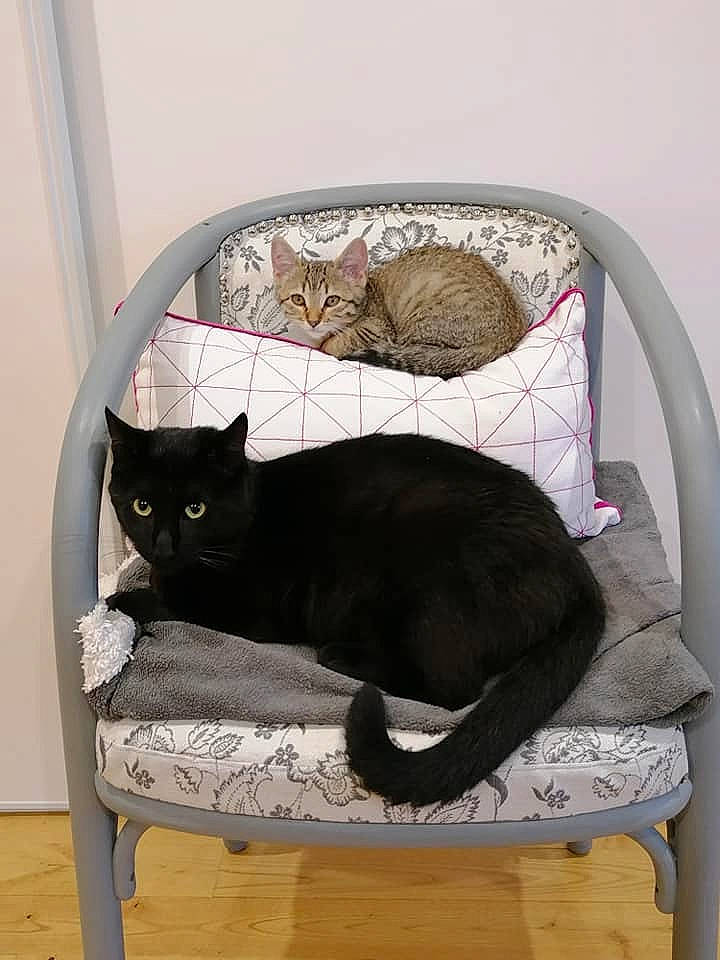 Sally participe au concours pour gagner de l'argent avec cette photo : black, black_cat, bombay, carnivore, cat, cat_supply, chair, comfort, domestic_short_haired_cat, felidae, furniture, grey, interior_design, pet_supply, rectangle, room, small_to_medium_sized_cats, tail, whiskers, window