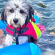 Izzy joined the competition — help win amazing prizes! dog, water, life_jacket, floating, swimming, wet, pet, outdoor, summer, playful, blue, pink, yellow, toy, canine, fur, animal, recreation, lake, water_sport