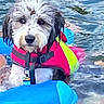 dog, water, life_jacket, floating, swimming, wet, pet, outdoor, summer, playful, blue, pink, yellow, toy, canine, fur, animal, recreation, lake, water_sport