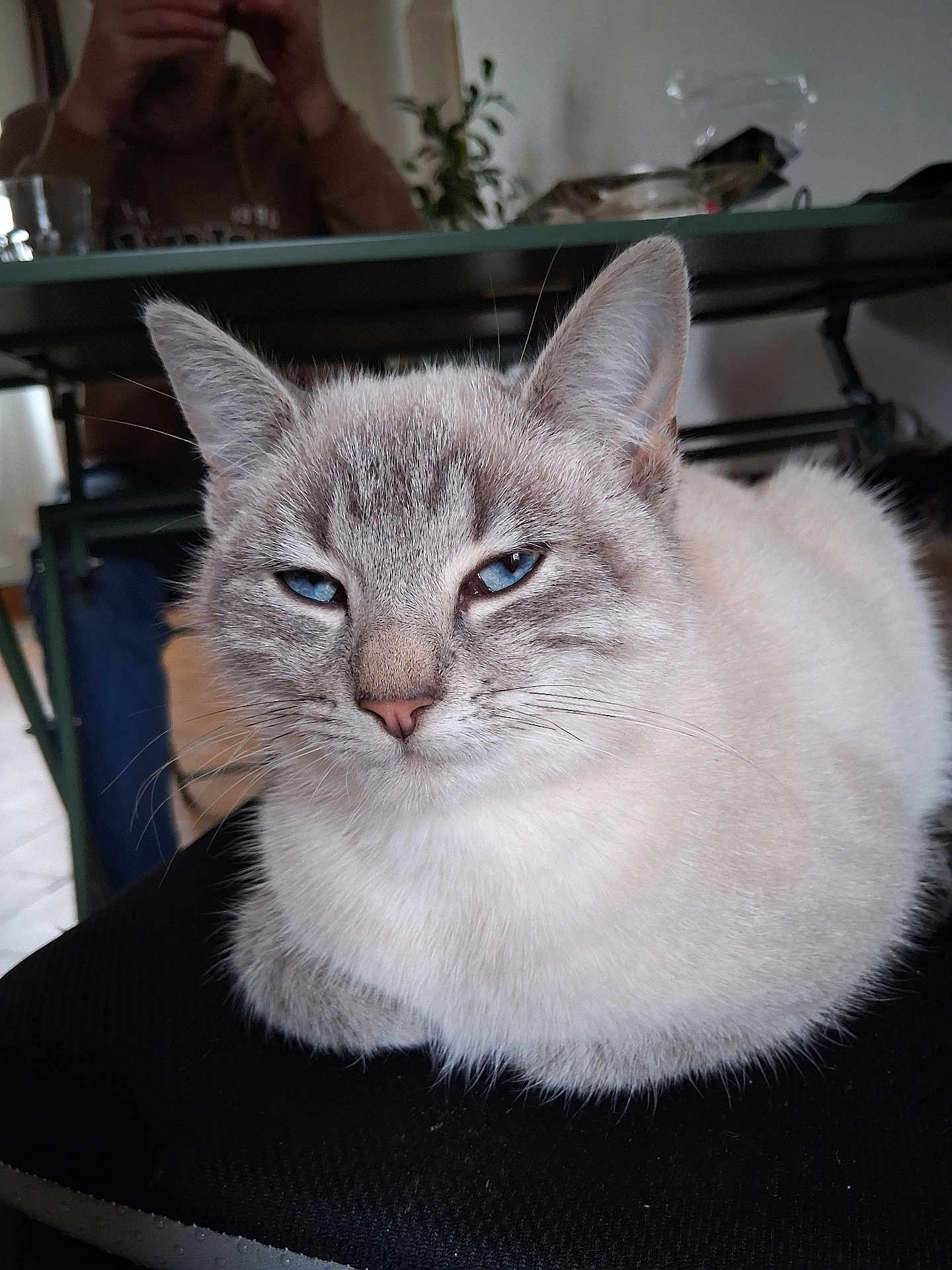 Sange a rejoint le concours — aidez-le/la à gagner de superbes lots ! cat, blue_eyes, fluffy, indoor, pet, animal, feline, relaxed, close_up, face, whiskers, ears, fur, table, person, background, home, seated, domestic, resting