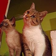 George Et Salomé a rejoint le concours — aidez-le/la à gagner de superbes lots ! cat, siamese_cat, tabby_cat, pets, animal, indoor, curious, whiskers, ears, feline, two_cats, looking_up, close_up, domestic_cat, fur, companions, alert, cute, mammal, friendly