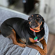 Cooper joined the competition — help win amazing prizes! dog, black_dog, tan_dog, pet, indoor, bed, collar, tag, animal, canine, lounge, relaxed, fur, cute, looking_up, floor, home, cozy, domestic, resting