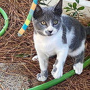 Quinlin joined the competition — help win amazing prizes! animal, cat, closeup, curious, cute, eye_contact, fur, gray_and_white, green_hose, kitten, nature, outdoor, paws, pet, pine_straw, playful, small, toy, whiskers, young