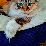 Mama Kitty joined the competition — help win amazing prizes! cat, blue_eyes, fluffy, paw, bed, blanket, carpet, toy, spring, indoor, pet, feline, relaxed, cozy, fur, striped, resting, animal, close_up, cute