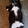 cat, black_and_white, carpet, toy, fish_toy, pet, indoor, fur, whiskers, paw, playful, wide_eyes, lying_down, cute, domestic_cat, animal, relaxed, fluffy, raised_paw, surprised